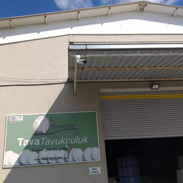 Tava Tavukçuluk